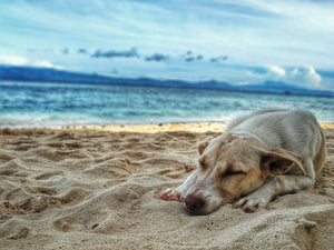 Enjoying the Summer with Your Pooch