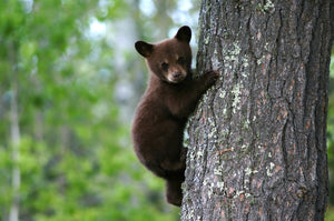 Hammock Fun with Some Amusing Animals