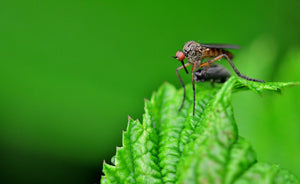 Mosquitoes and Their Flower Fascination